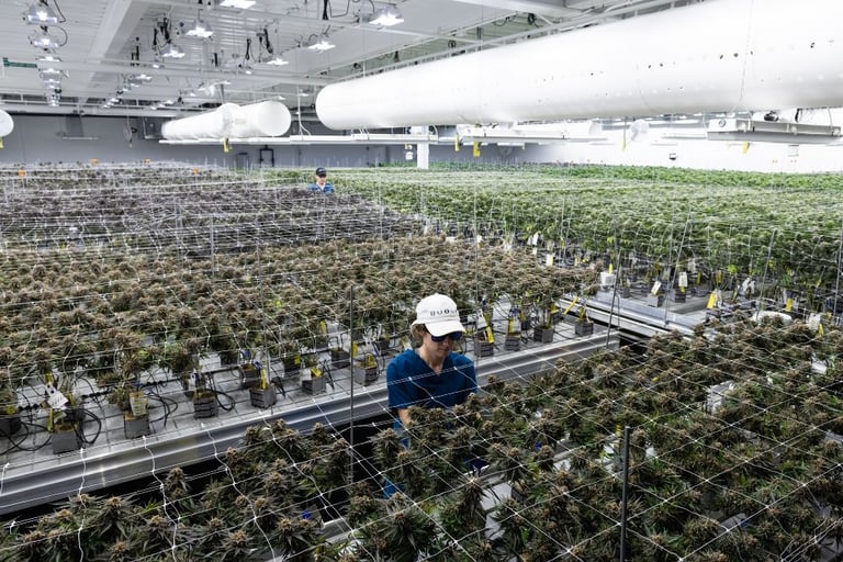 Holistic Industries facility